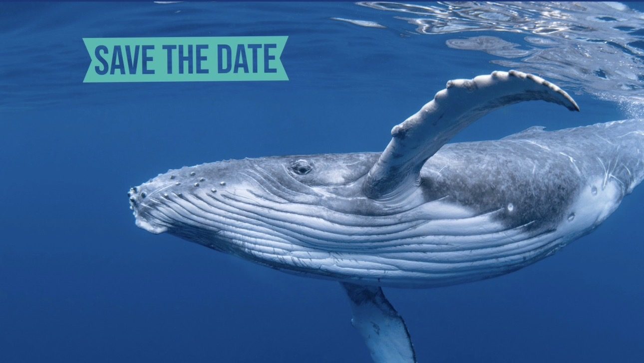 Encontro vivaOceano 2026 discute o futuro dos oceanos no dia 24 de junho
